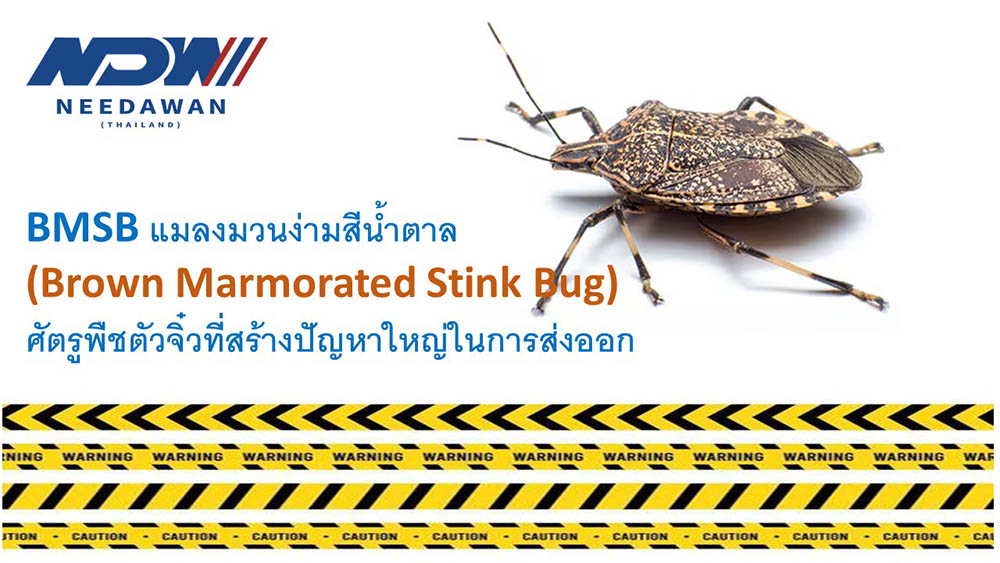 BMSB (Brown Marmorated Stink Bug)